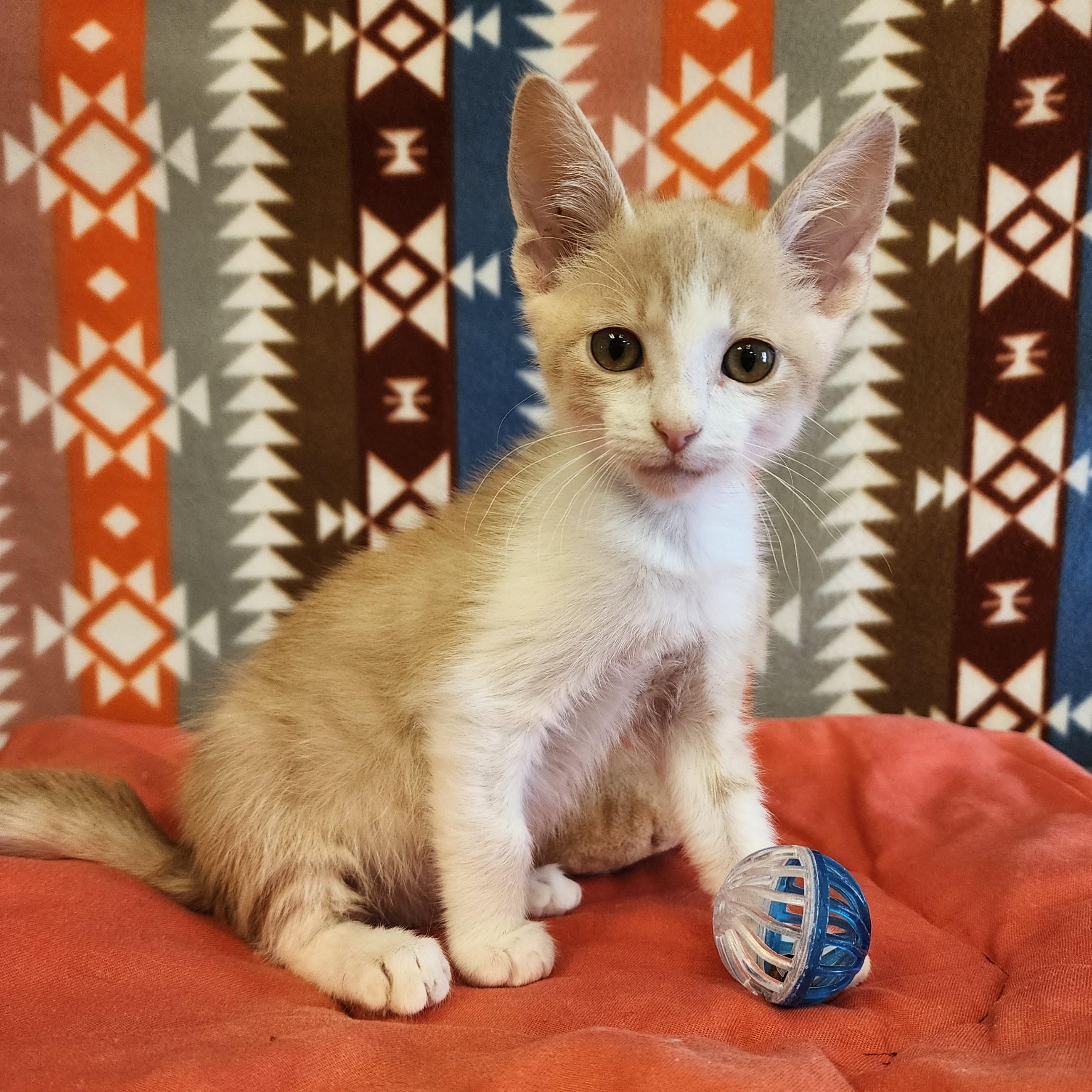 Enlarge Tang , a ADOPTABLE mixed breed in ALPINE, TX image 4/5