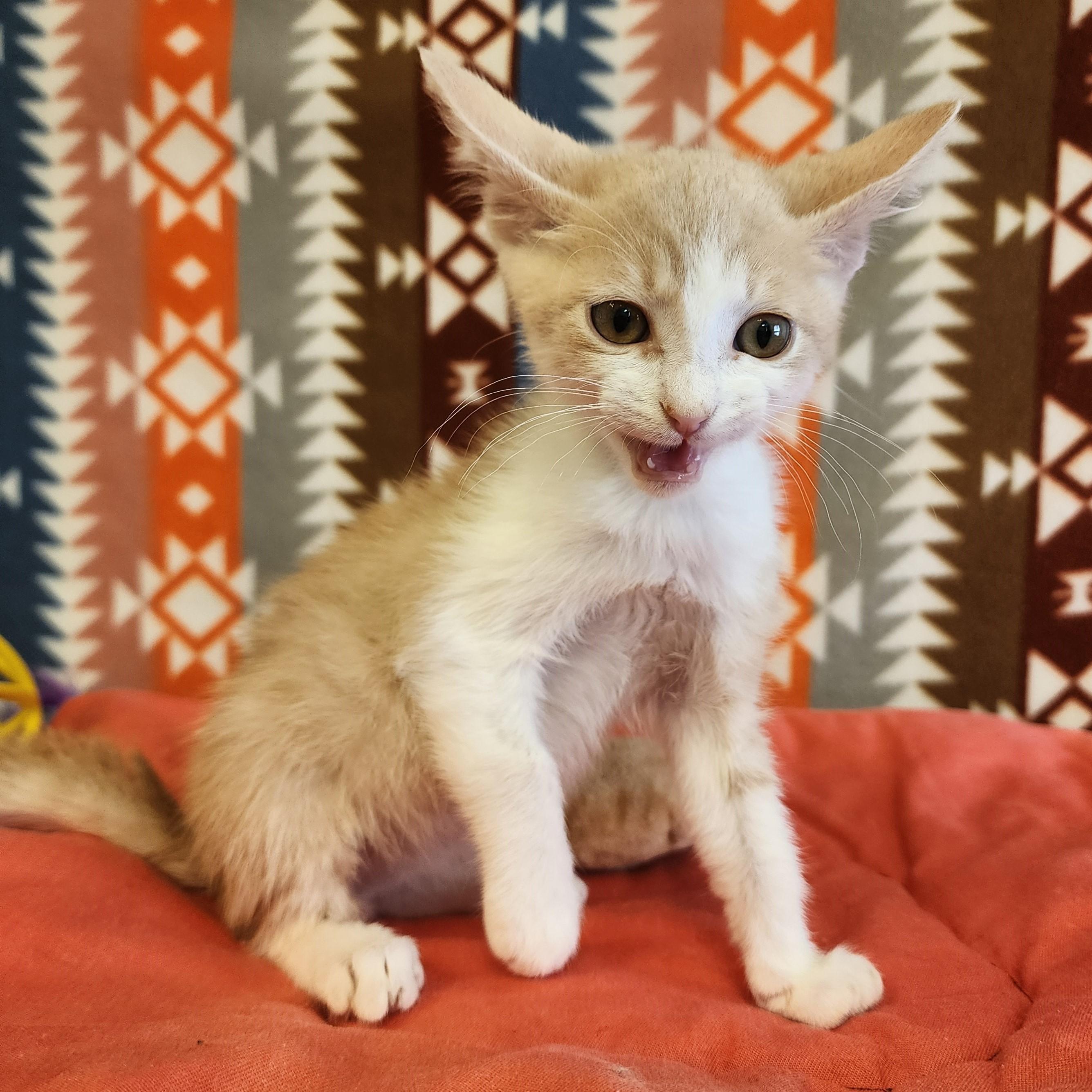 Enlarge Tang , a ADOPTABLE mixed breed in ALPINE, TX image 2/5