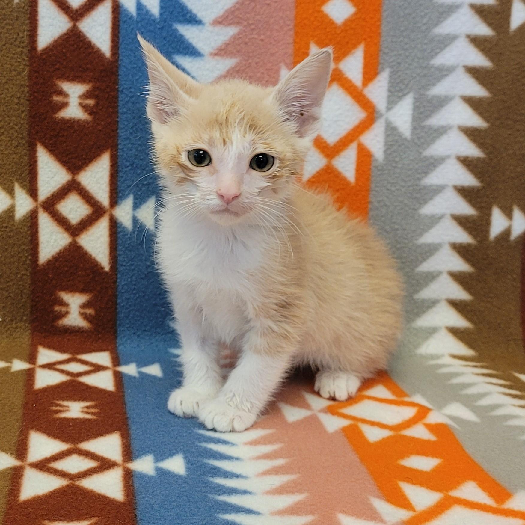 Enlarge Tang , a ADOPTABLE mixed breed in ALPINE, TX image 5/5