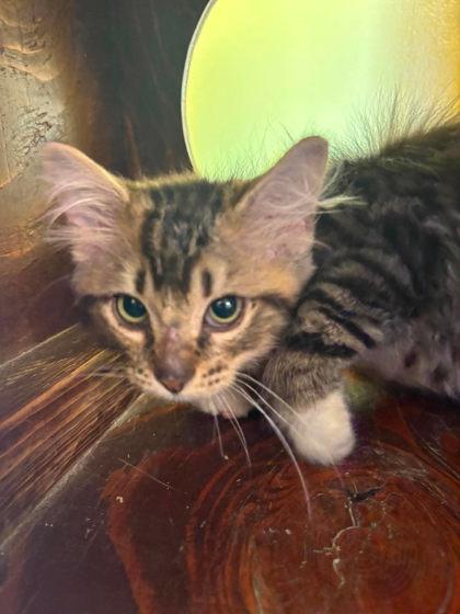 Bumpkin, Adoptable, Kitten Male Domestic Long Hair & Domestic Short Hair.
