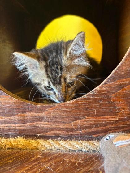 Enlarge Bumpkin, a Adoptable mixed breed in Scottsbluff, NE image 2/3