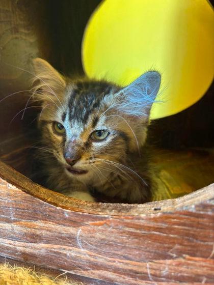 Enlarge Bumpkin, a Adoptable mixed breed in Scottsbluff, NE image 3/3