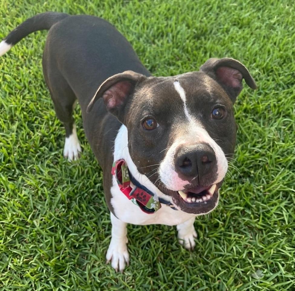 Duke, a Adoptable mixed breed in Roswell, GA image 2/6