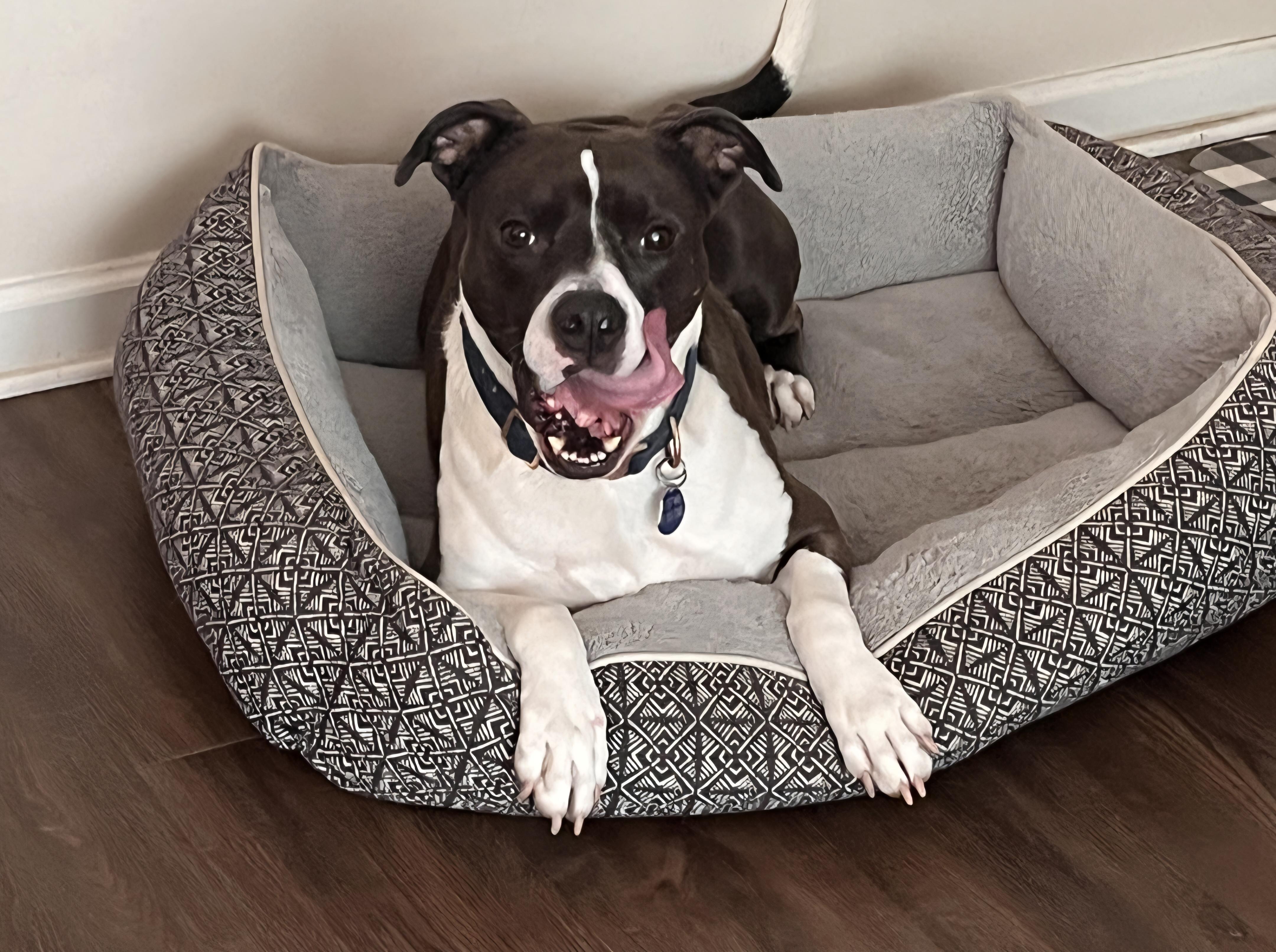 Duke, a Adoptable mixed breed in Roswell, GA image 5/6