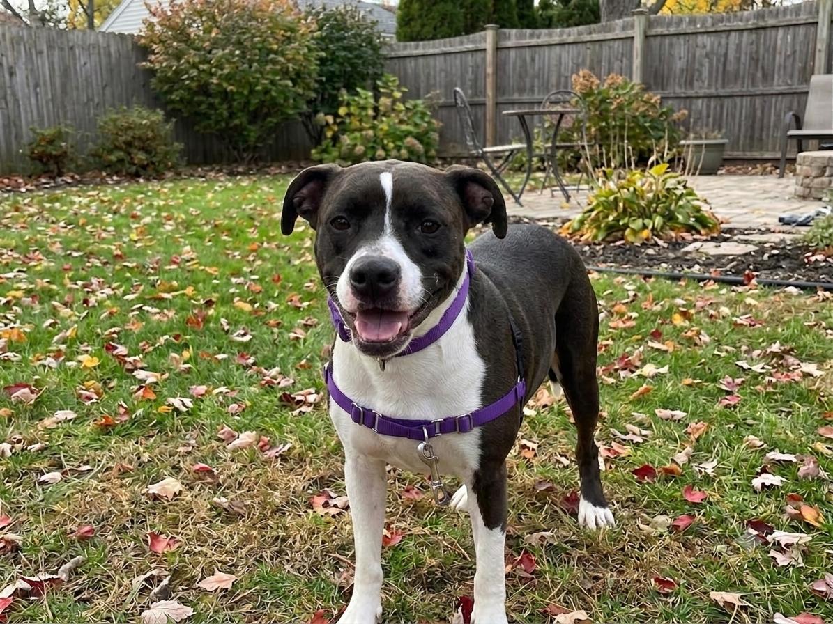Duke, a Adoptable mixed breed in Roswell, GA image 4/6