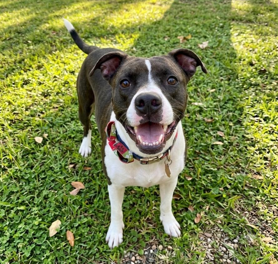Duke, a Adoptable mixed breed in Roswell, GA image 1/6