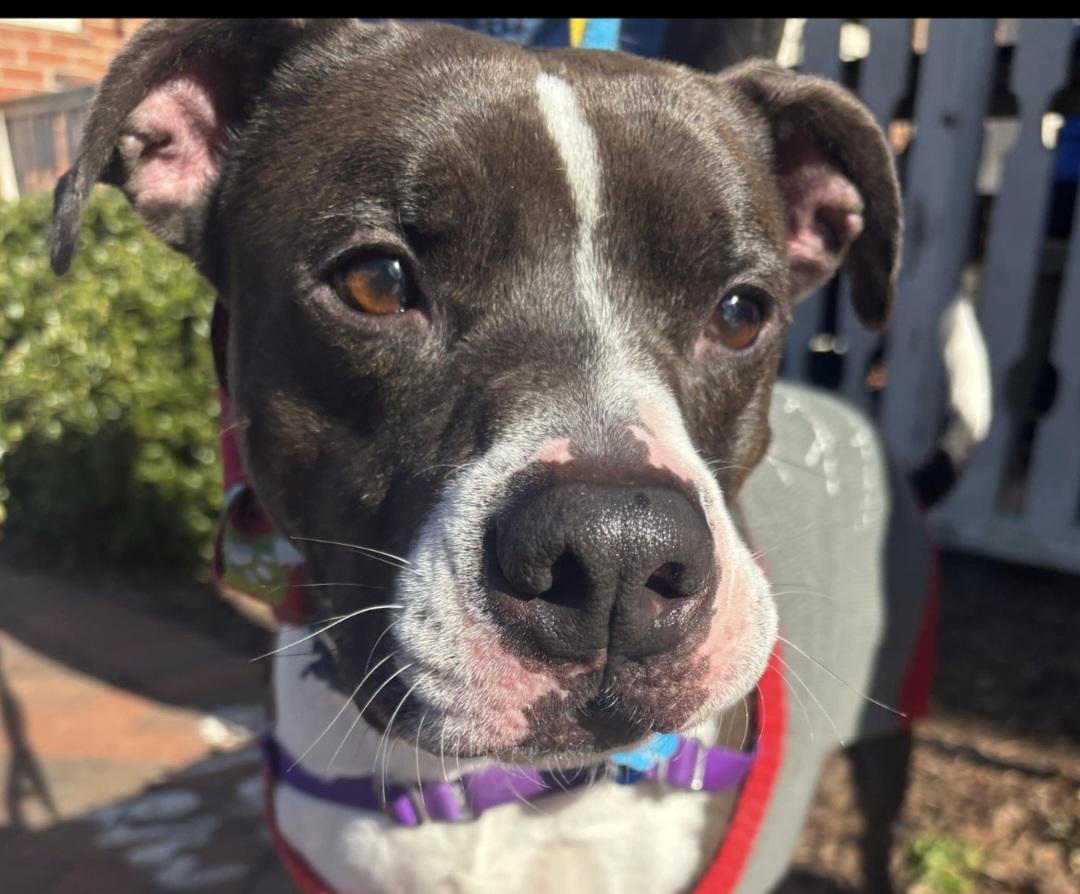 Duke, a Adoptable mixed breed in Roswell, GA image 3/6