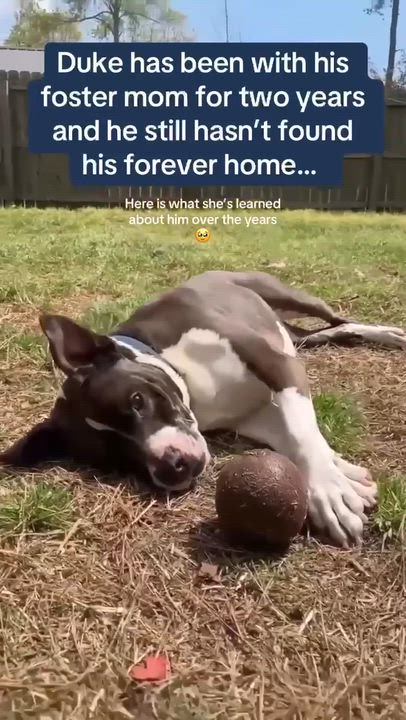 Enlarge Duke, a Adoptable mixed breed in Roswell, GA video 6/6