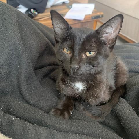Enlarge Black Magic Margarita, a Adoptable Domestic Short Hair in Redmond, WA image 1/3