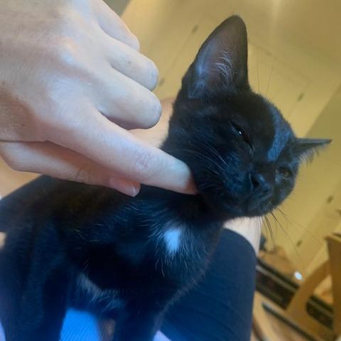 Enlarge Black Magic Margarita, a Adoptable Domestic Short Hair in Redmond, WA image 2/3