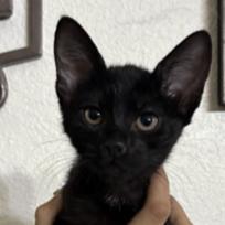 Enlarge Black Magic Margarita, a Adoptable Domestic Short Hair in Redmond, WA image 3/3