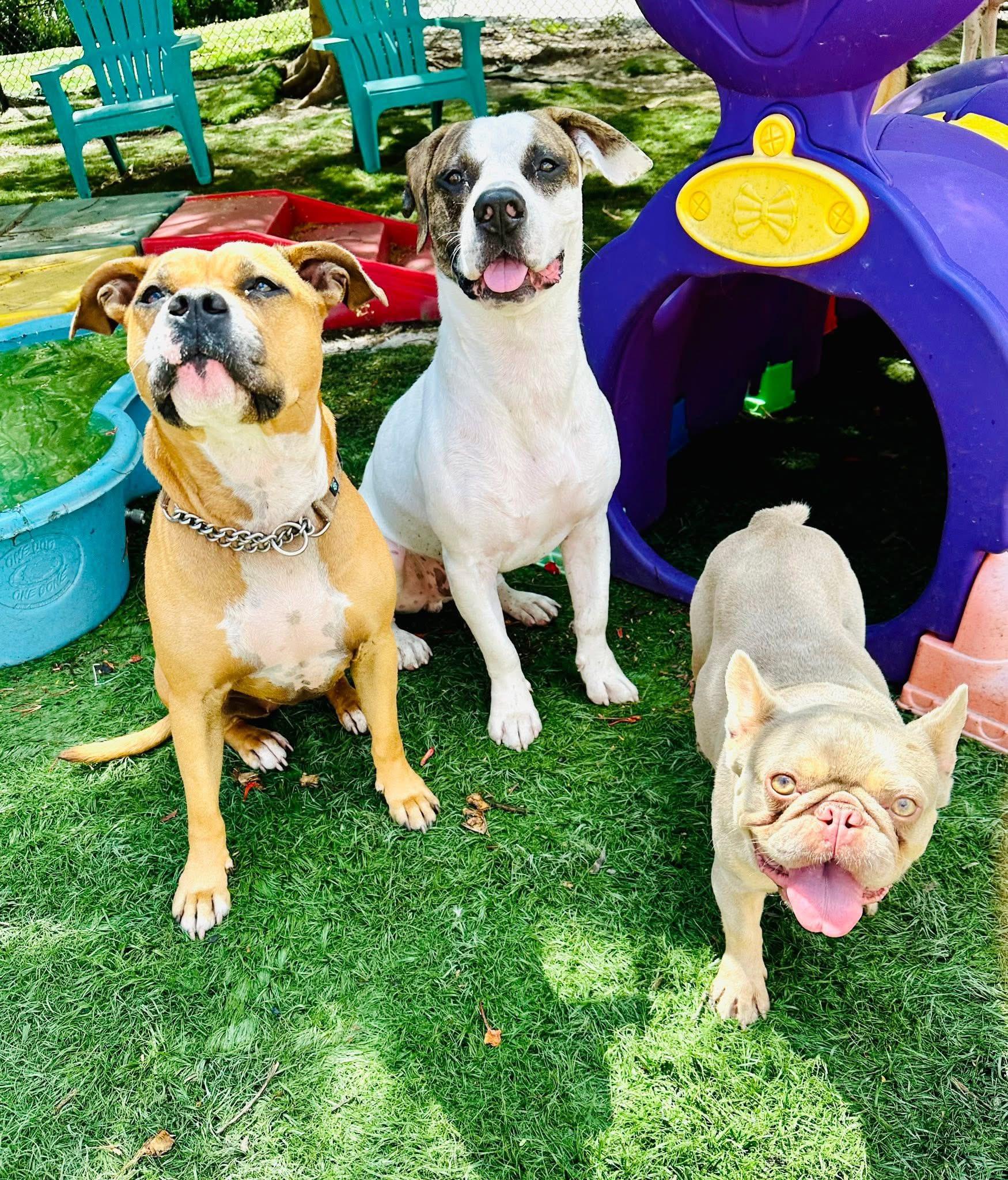 North, Adoptable, Adult Female Mixed Breed.