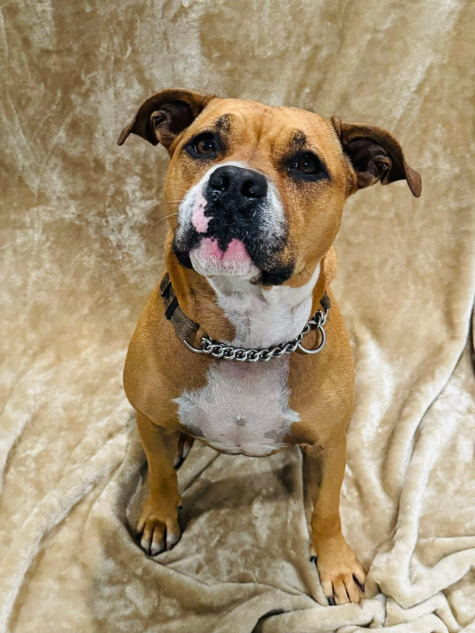 Enlarge North, a Adoptable mixed breed in Palm City, FL image 2/3