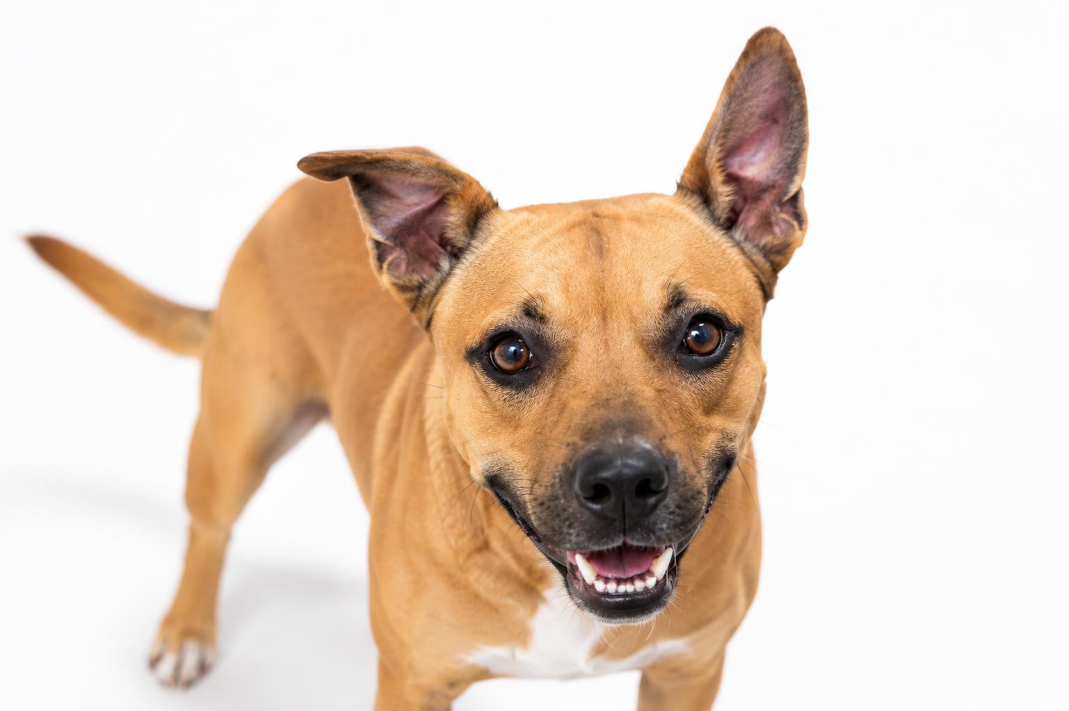 Enlarge Professor Meatloaf, a ADOPTABLE mixed breed in Mount Juliet, TN image 2/3