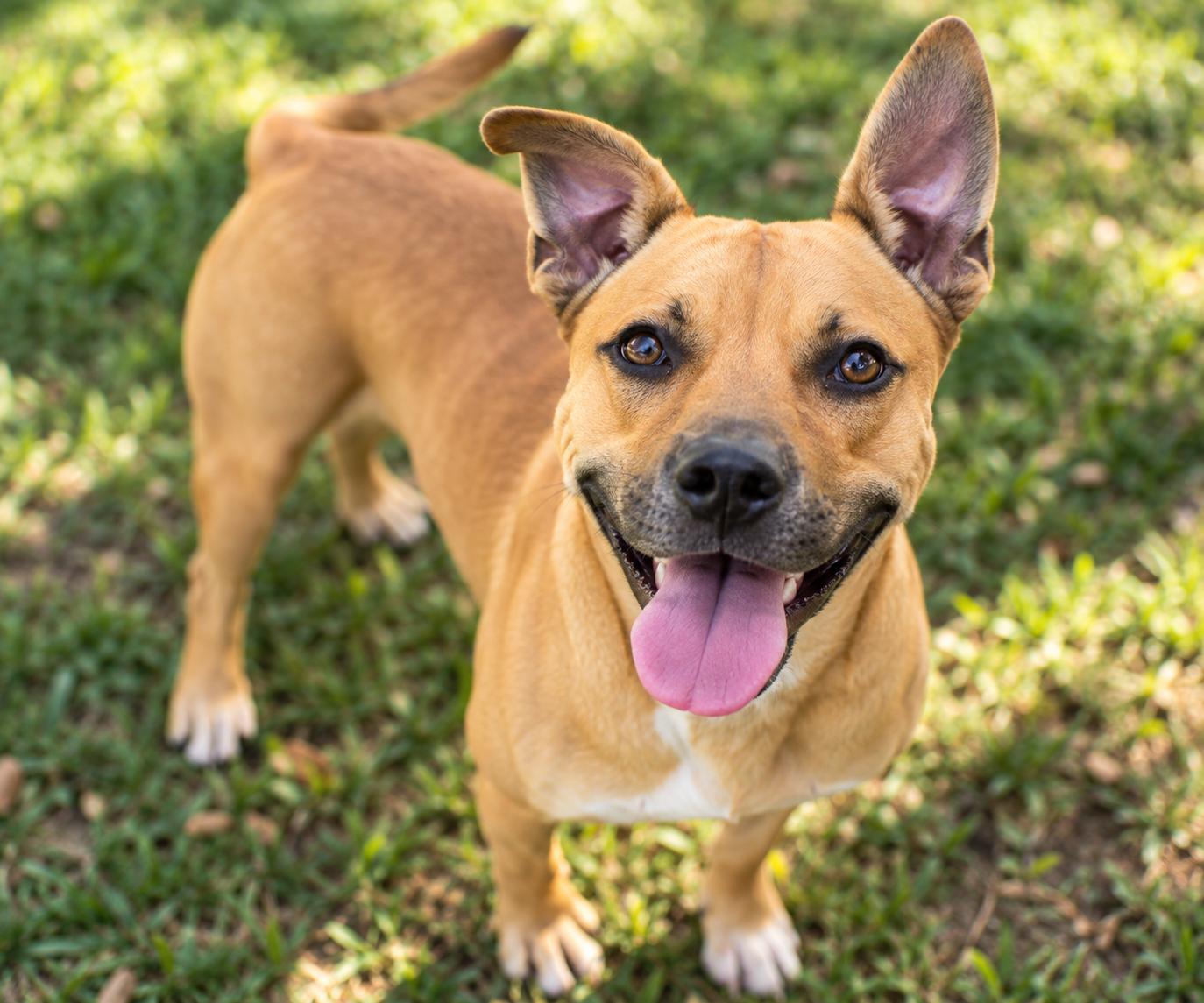 Enlarge Professor Meatloaf, a ADOPTABLE mixed breed in Mount Juliet, TN image 1/3