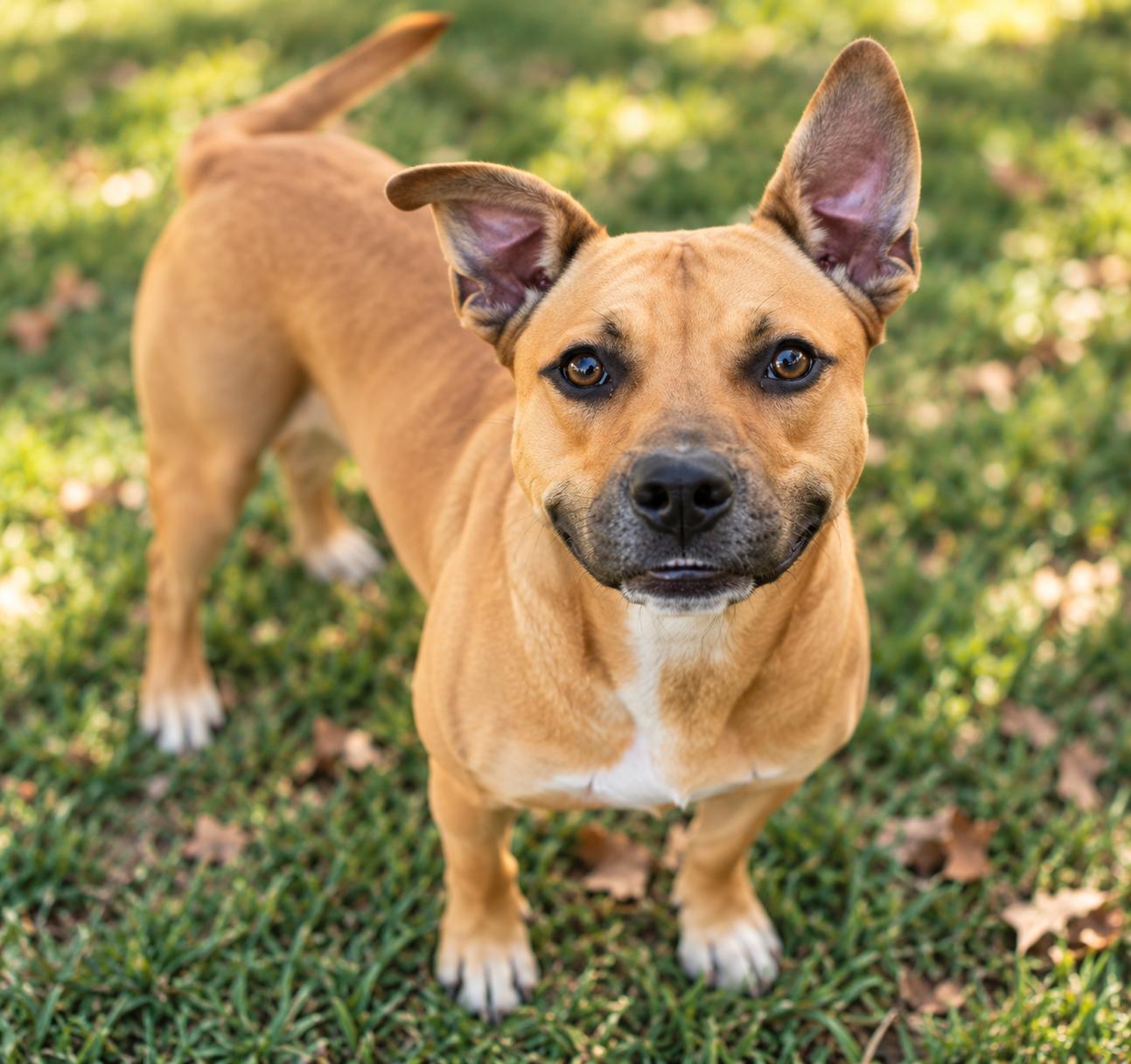 Enlarge Professor Meatloaf, a ADOPTABLE mixed breed in Mount Juliet, TN image 3/3