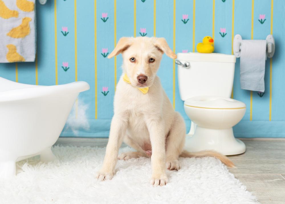 Enlarge Sprout, a Adoptable mixed breed in Frisco, TX image 2/6