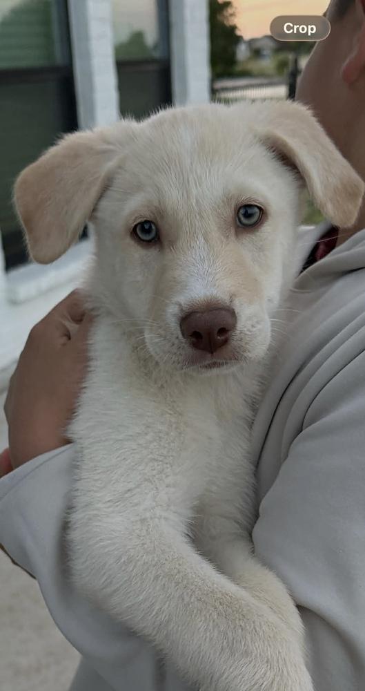 Enlarge Sprout, a Adoptable mixed breed in Frisco, TX image 2/6