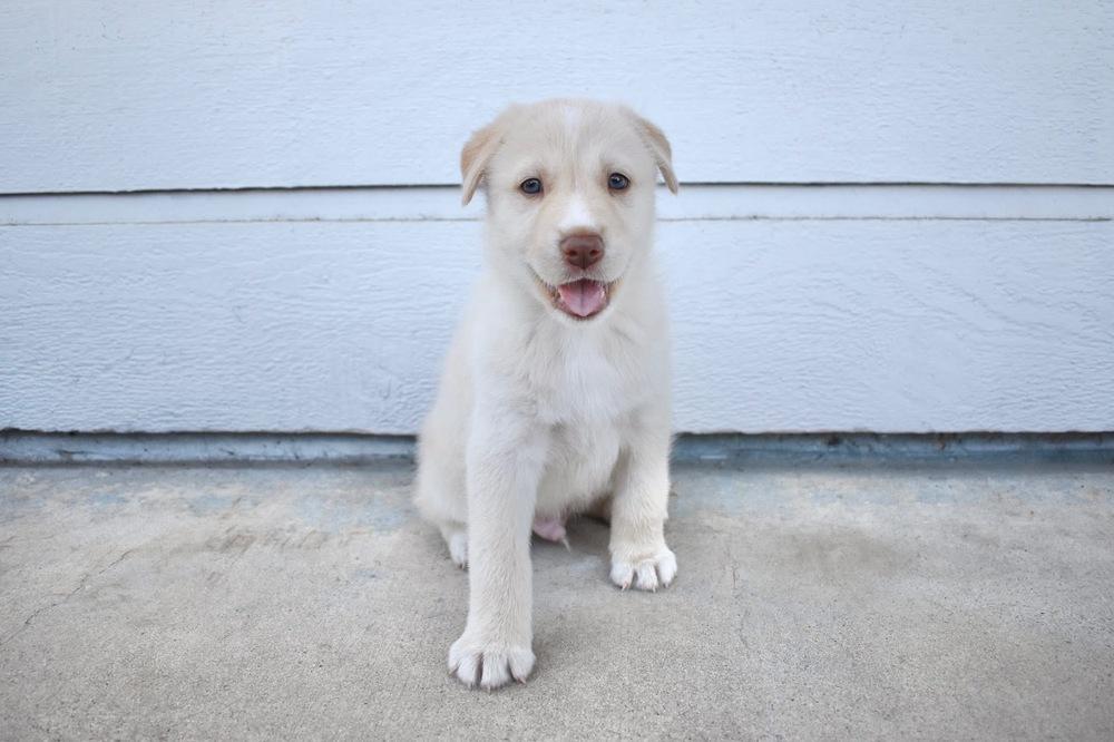Enlarge Sprout, a Adoptable mixed breed in Frisco, TX image 3/6