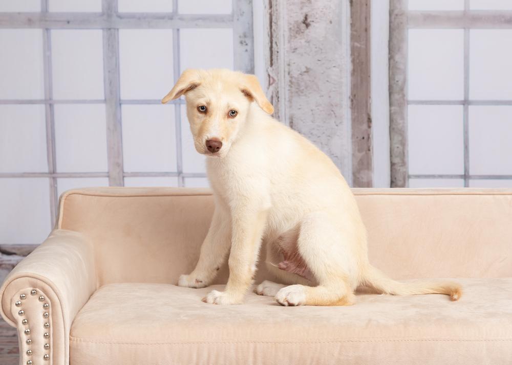 Enlarge Sprout, a Adoptable mixed breed in Frisco, TX image 5/6