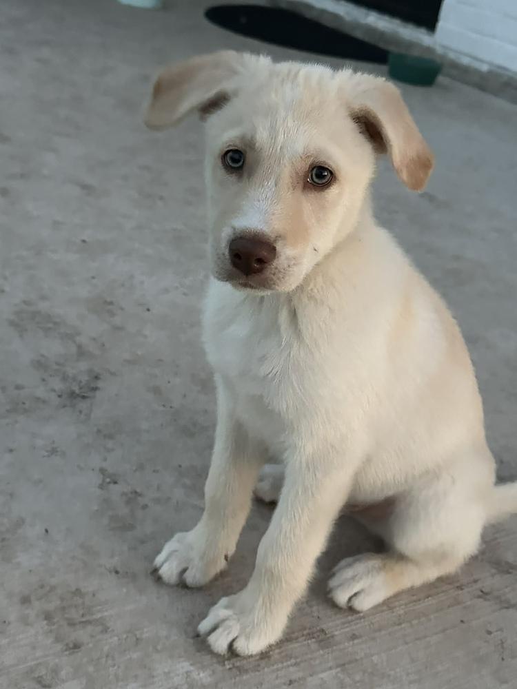 Enlarge Sprout, a Adoptable mixed breed in Frisco, TX image 5/6