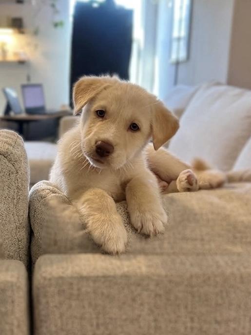 Enlarge Sprout, a Adoptable mixed breed in Frisco, TX image 6/6