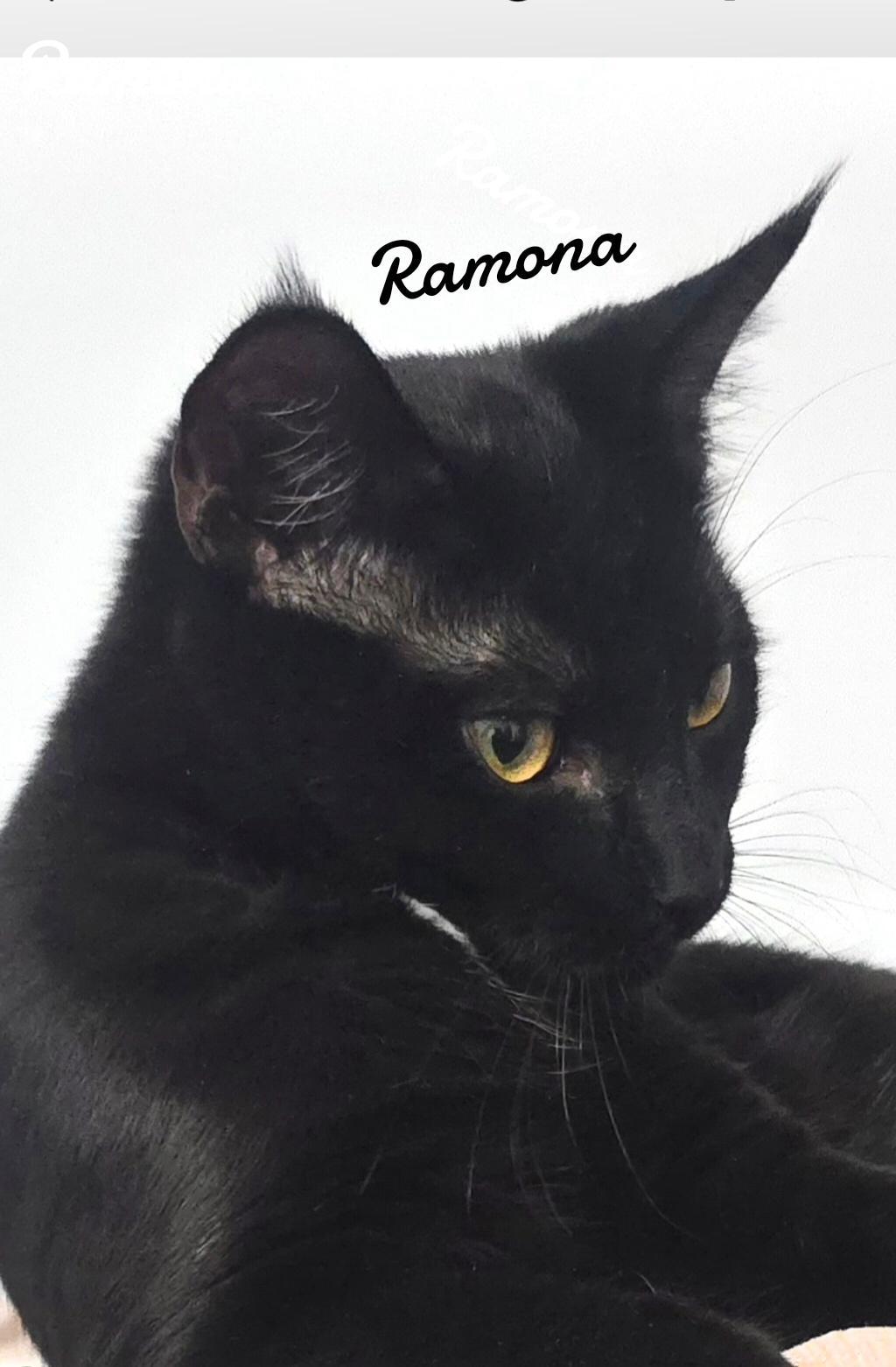 Ramona, Adoptable, Young Female Domestic Short Hair.