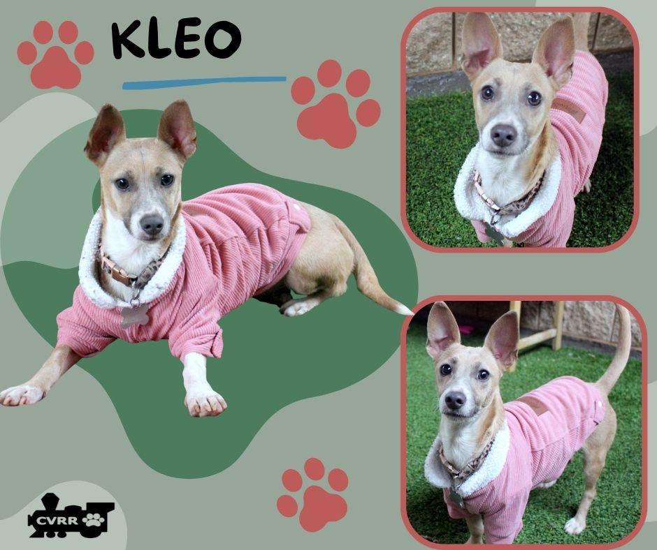 Kleo, Adoptable, Young Female Corgi & Terrier.