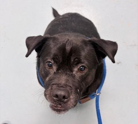 Smokey Dog, Adoptable, Adult Male Pug & Labrador Retriever.