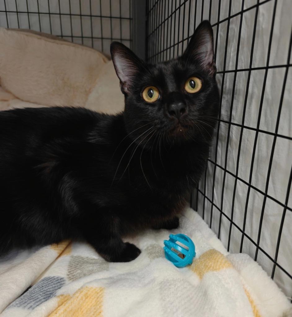 Mike, Adoptable, Kitten Male Domestic Short Hair.