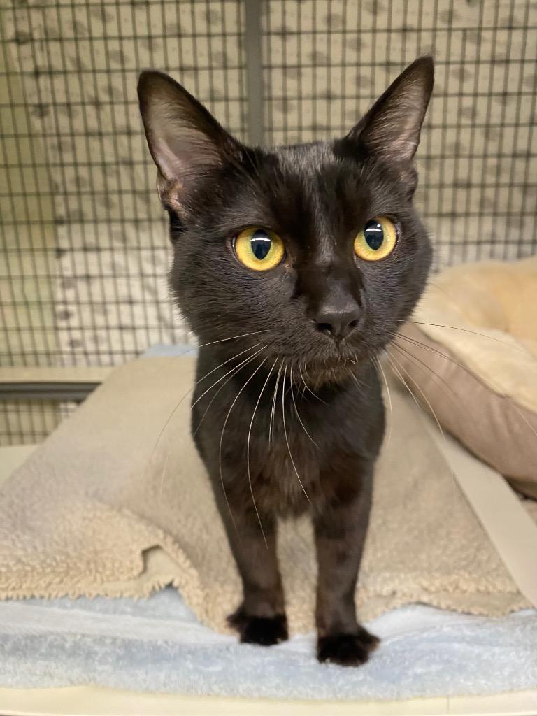 Enlarge Mike, a Adoptable mixed breed in Grants Pass, OR image 2/5