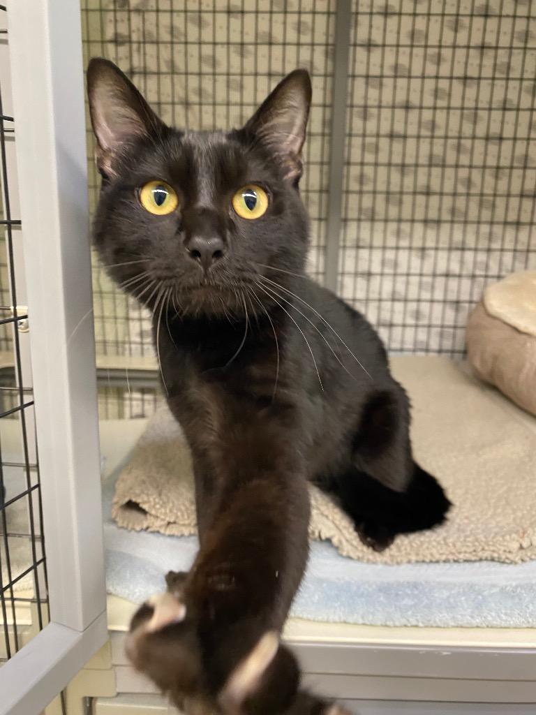 Enlarge Mike, a Adoptable mixed breed in Grants Pass, OR image 3/5