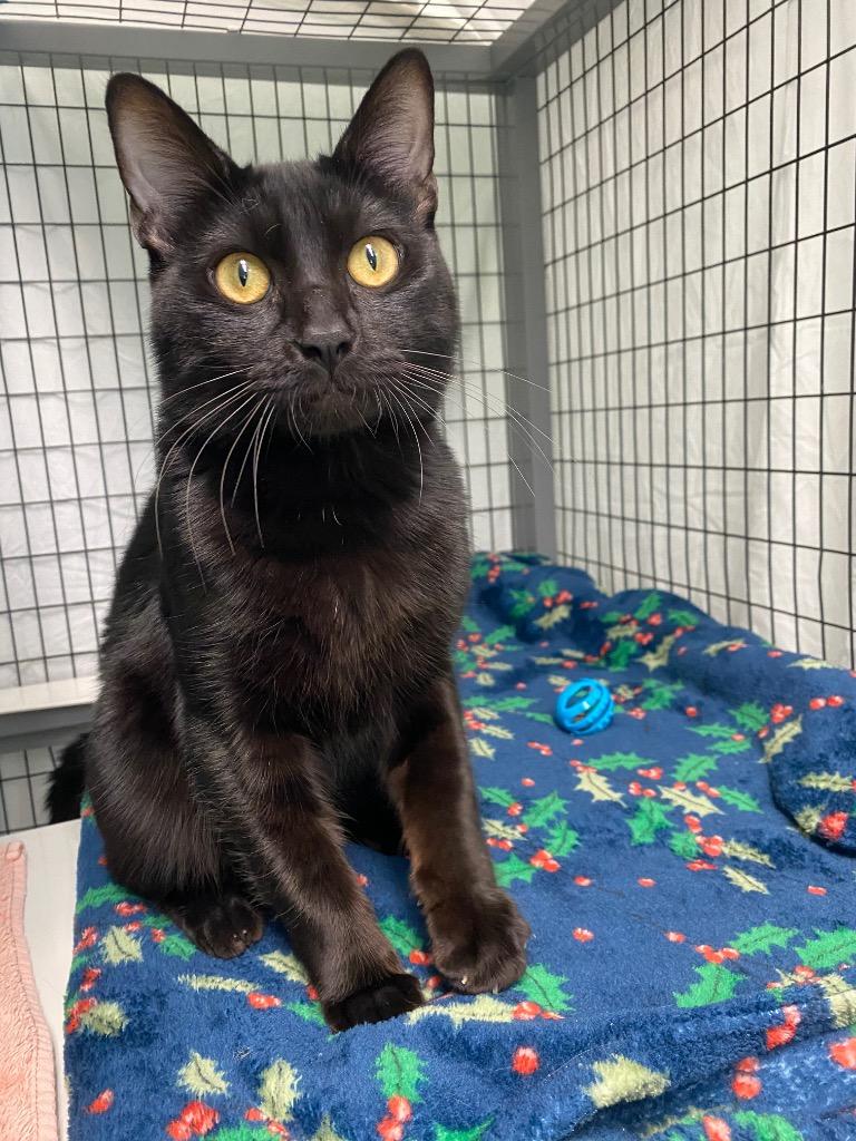 Enlarge Mike, a Adoptable mixed breed in Grants Pass, OR image 4/5