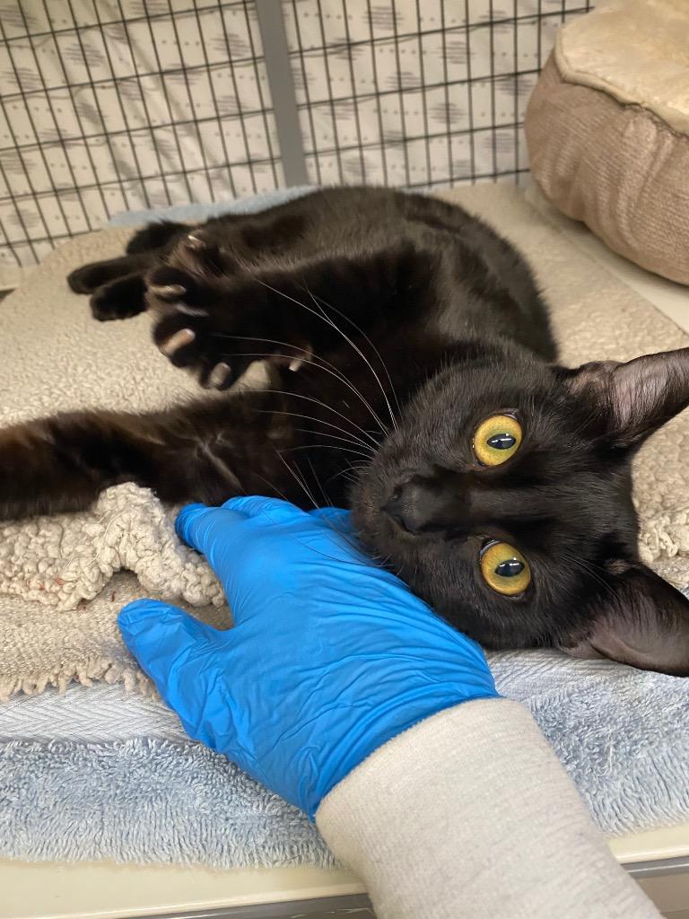 Enlarge Mike, a Adoptable mixed breed in Grants Pass, OR image 5/5