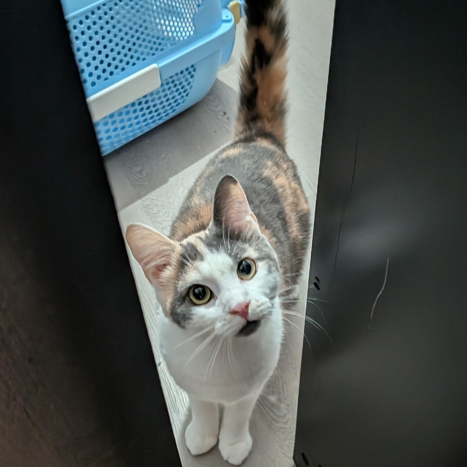 Enlarge Sporty Spice, a Adoptable Domestic Short Hair in Chilliwack, BC image 1/1