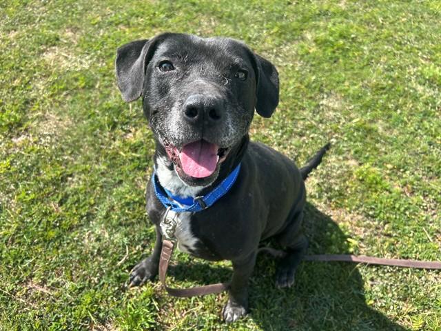 EMBER, Adoptable, Adult Female Labrador Retriever & Mixed Breed.
