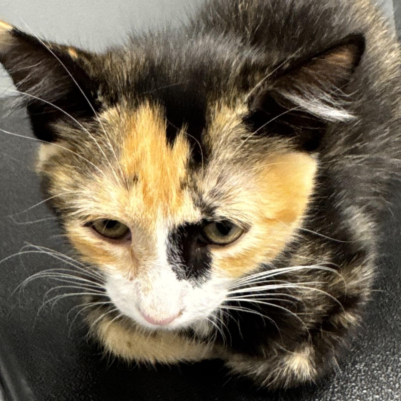 Millie, ADOPTABLE, Young Female Calico & Tortoiseshell.