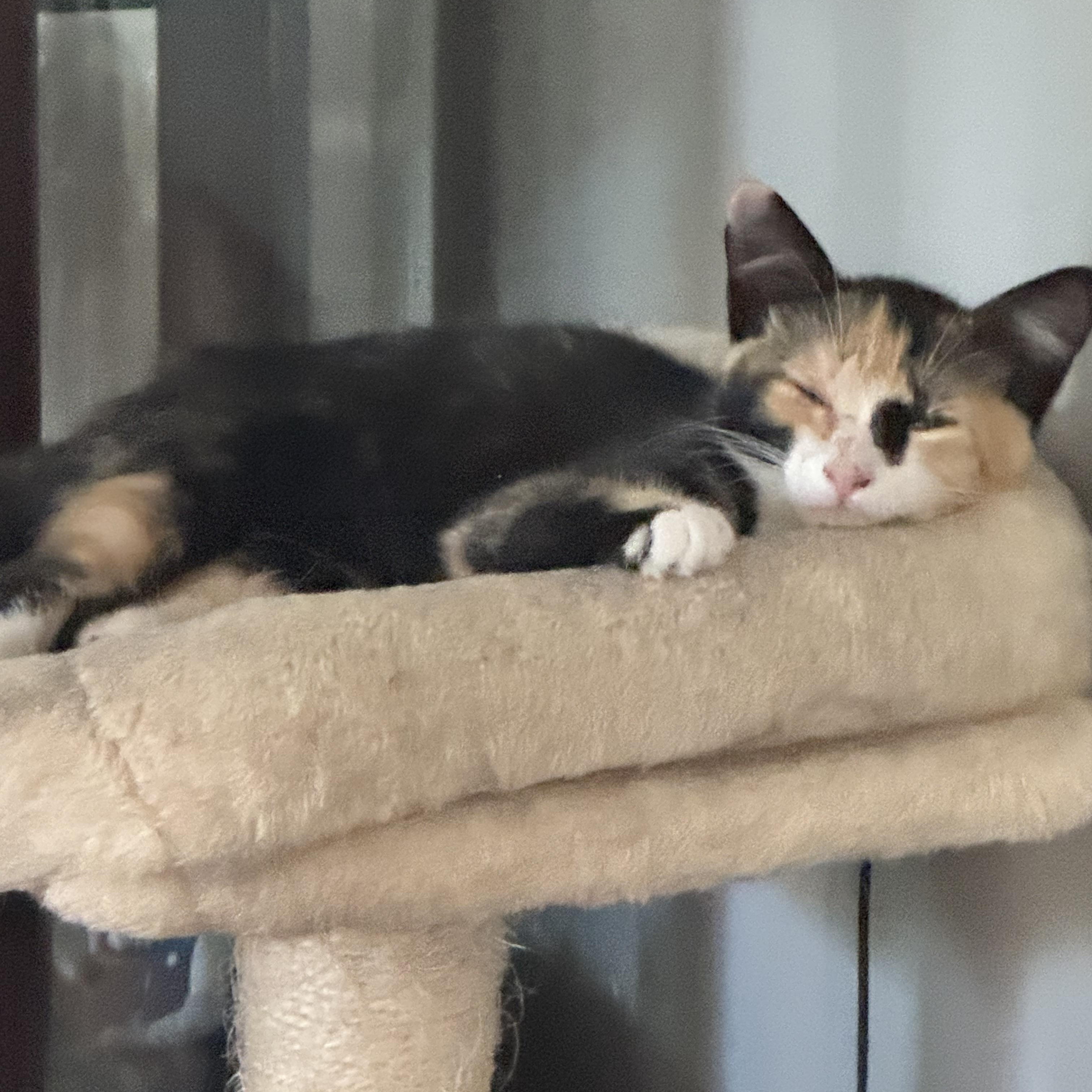 Enlarge Millie, a ADOPTABLE mixed breed in Kissimmee, FL image 4/6
