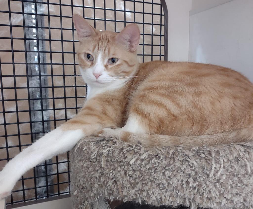 Larry, Adoptable, Adult Male Domestic Short Hair.