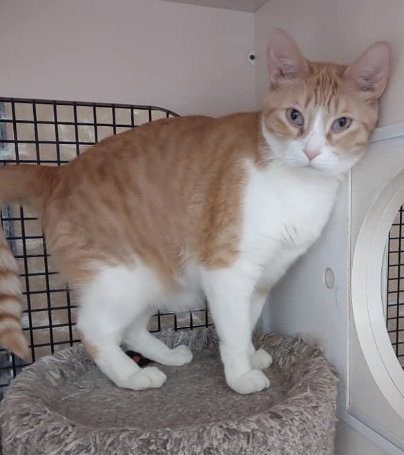 Enlarge Larry, a Adoptable mixed breed in St. Louis, MO image 4/4