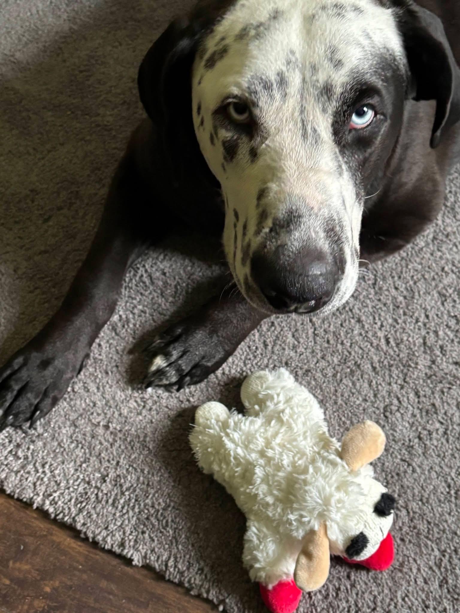 Enlarge Celeste, a Adoptable mixed breed in Willington, CT image 5/6