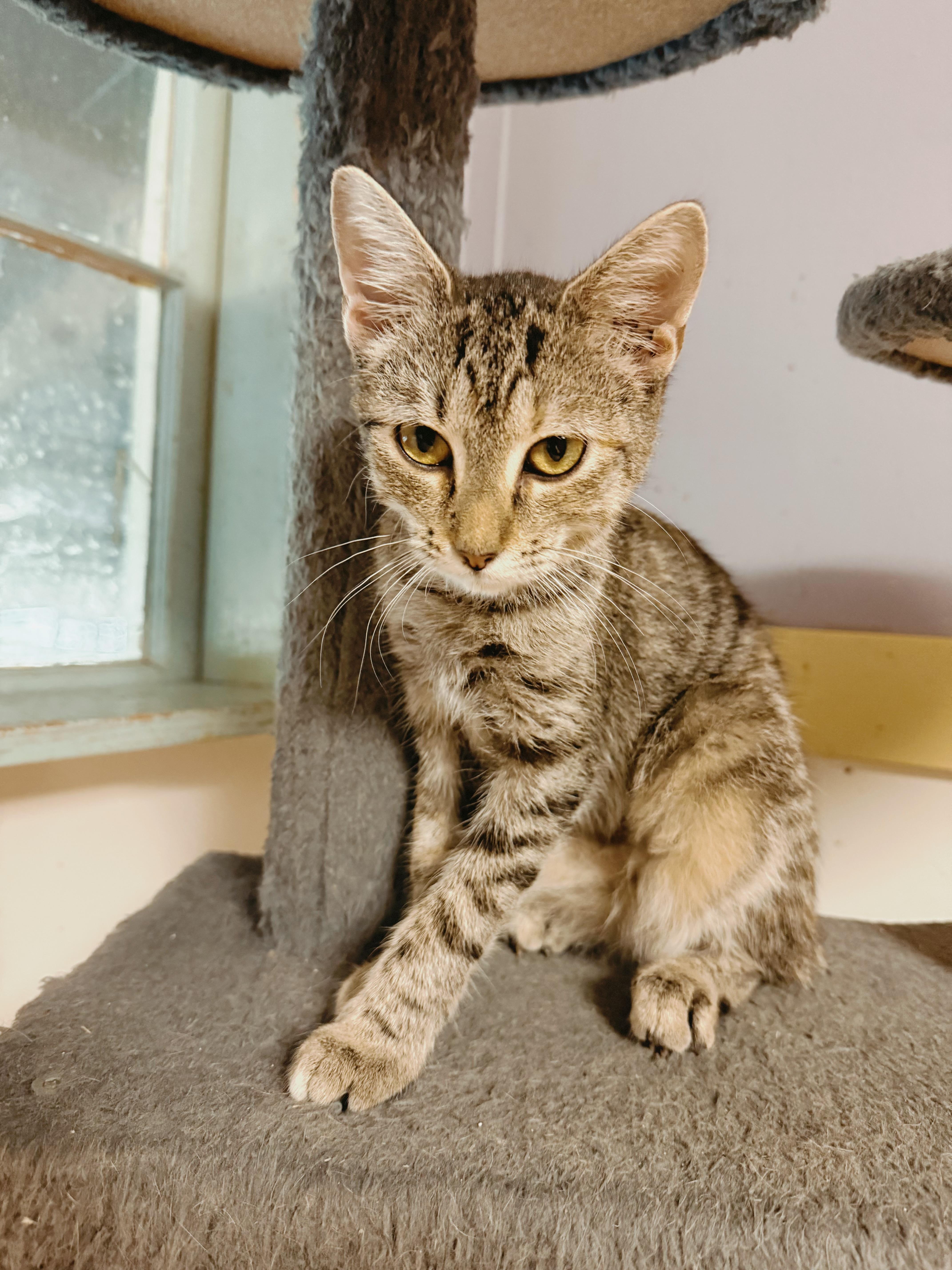 Robyn, Adoptable, Young Female Domestic Short Hair.