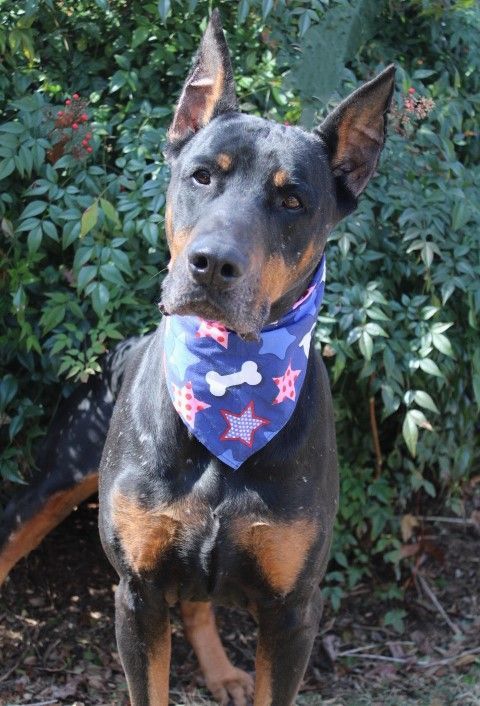 Enlarge Typhoon, a Adopted Doberman Pinscher in Fleetwood, PA image 1/2