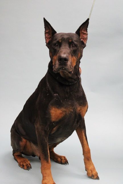 Enlarge Typhoon, a Adopted Doberman Pinscher in Fleetwood, PA image 2/2