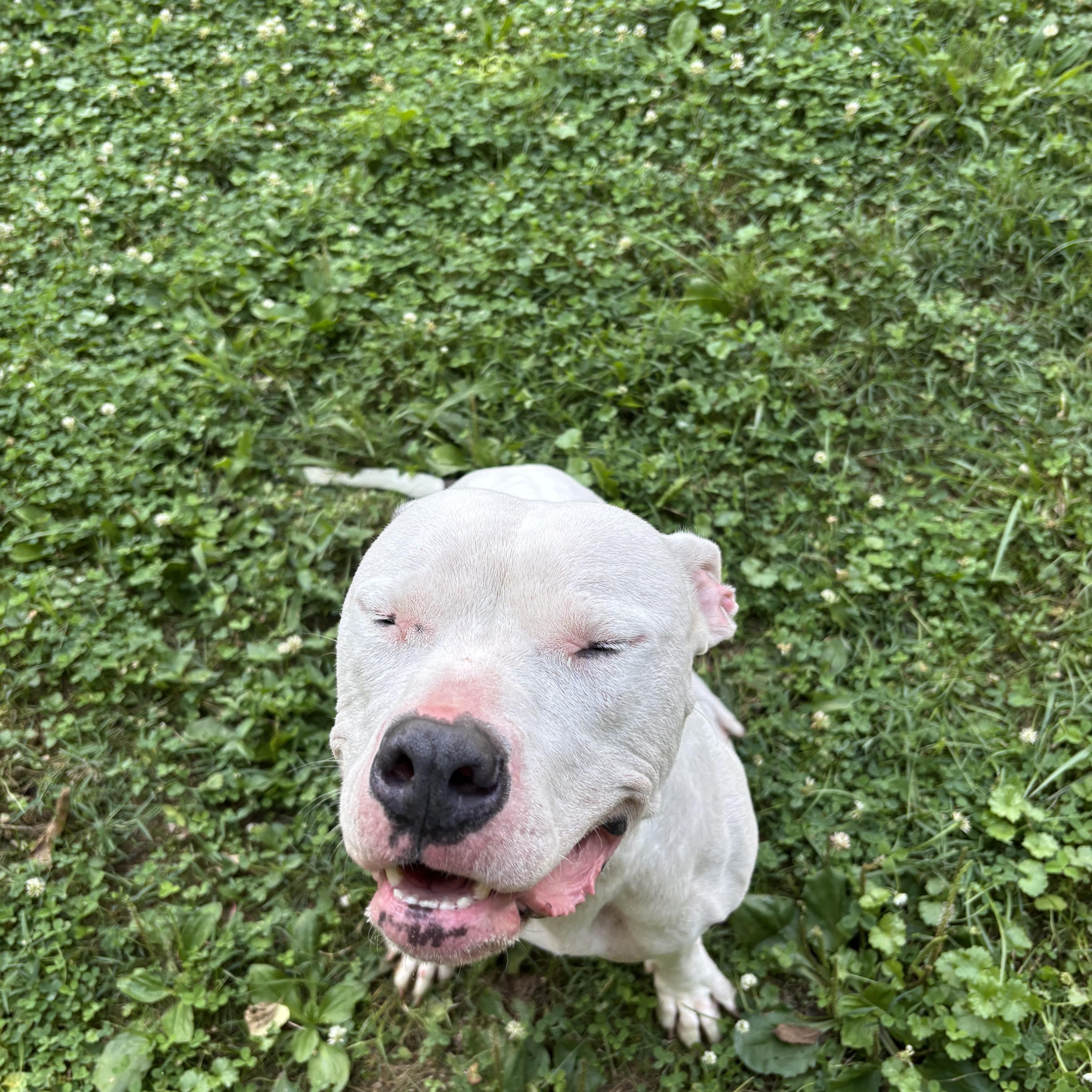 Halo, a ADOPTABLE mixed breed in Circleville, OH image 2/2