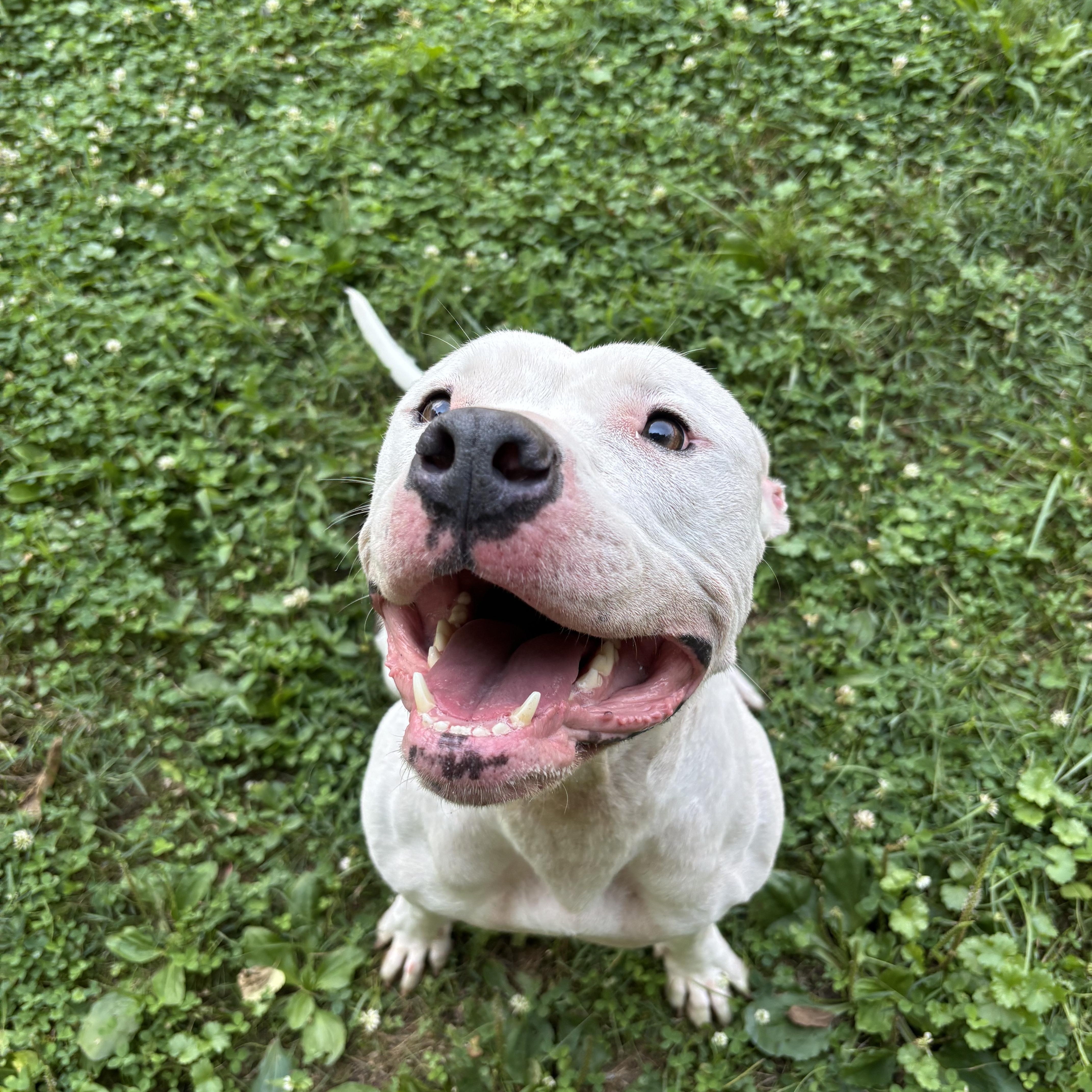 Halo, ADOPTABLE, Young Female Pit Bull Terrier.