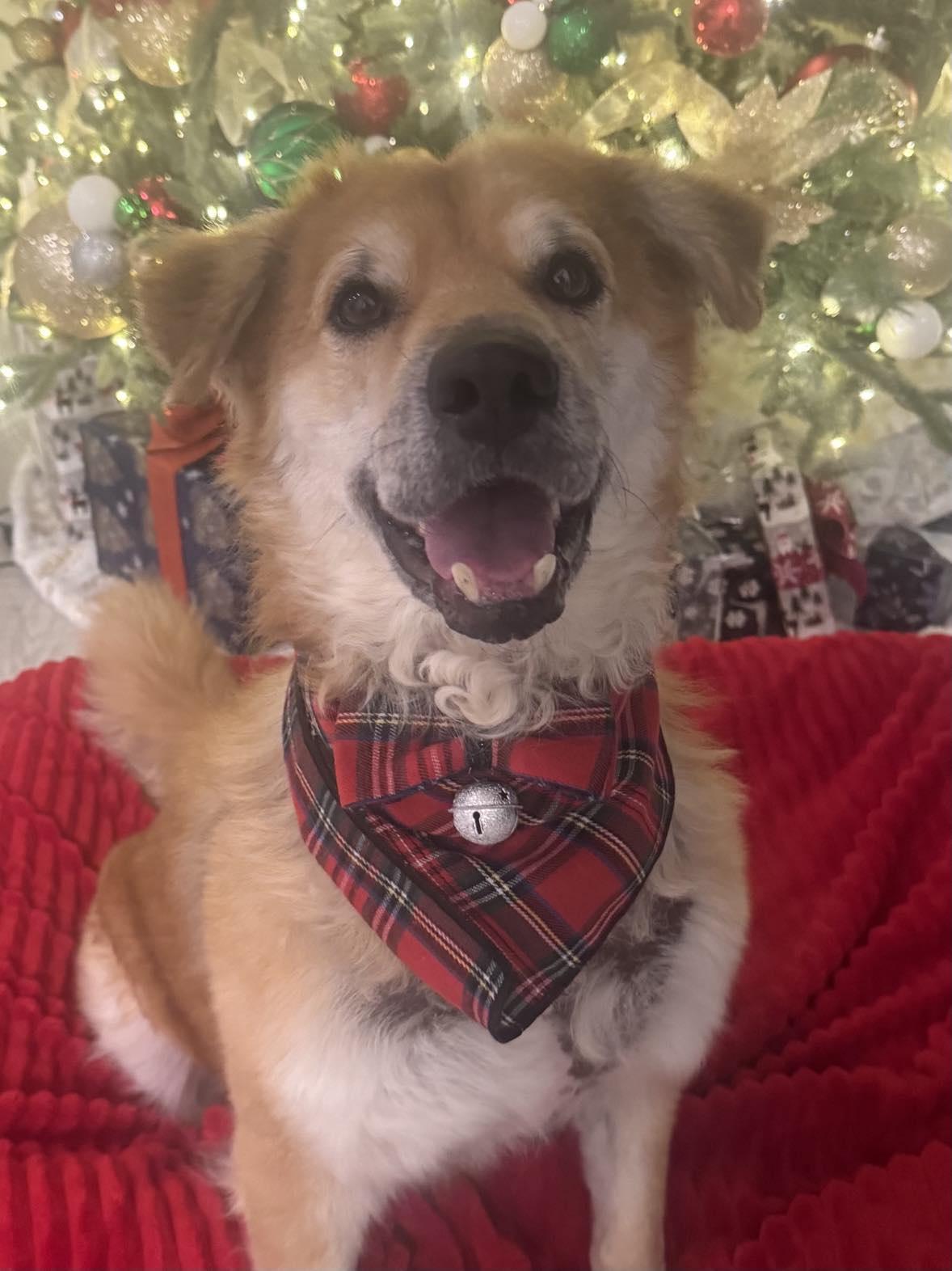 Enlarge Oliver, a Adoptable mixed breed in Falls Church, VA image 3/6