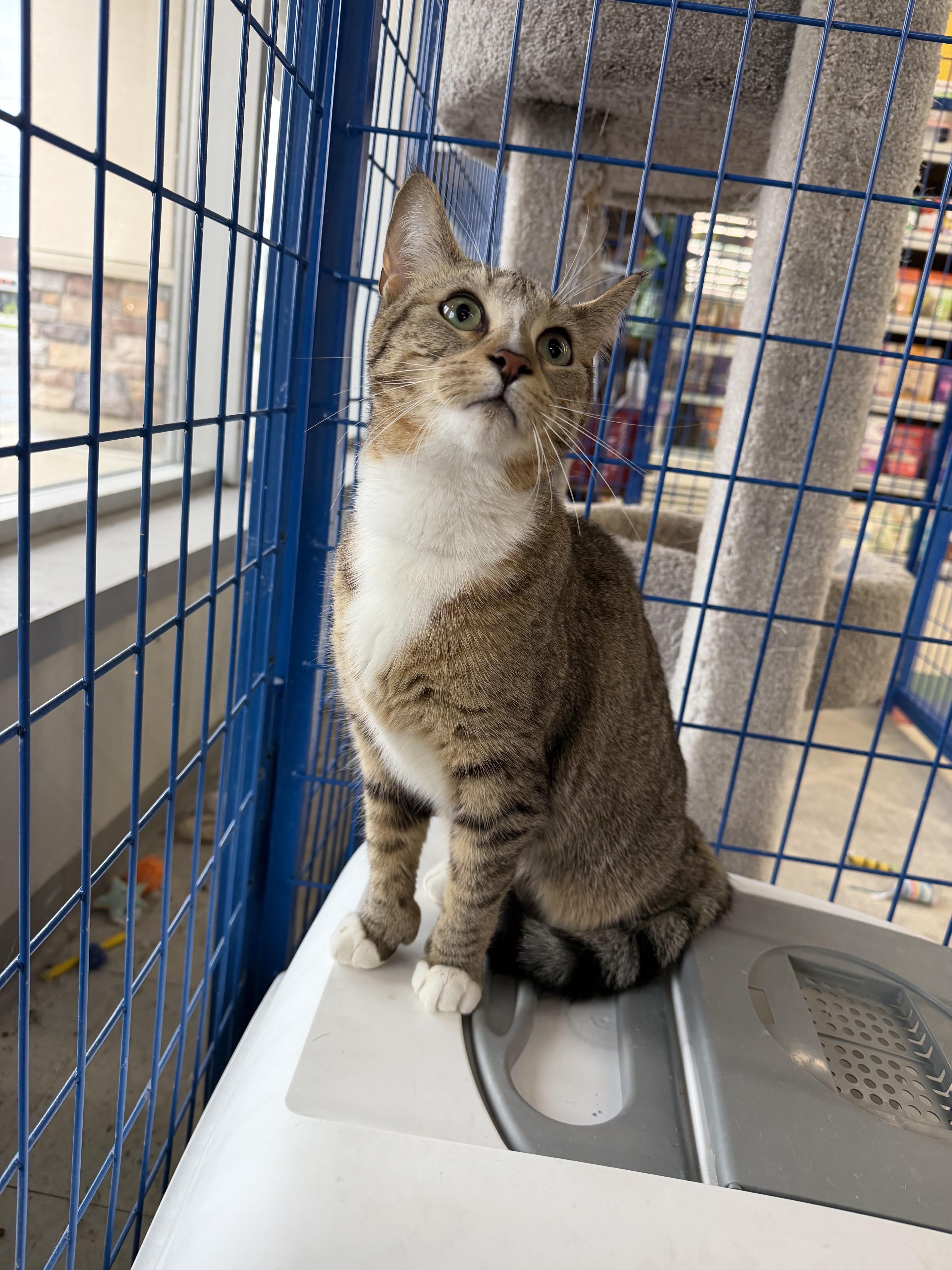 Enlarge Seraphine, an adopted Tabby in fennville, MI image 2/4