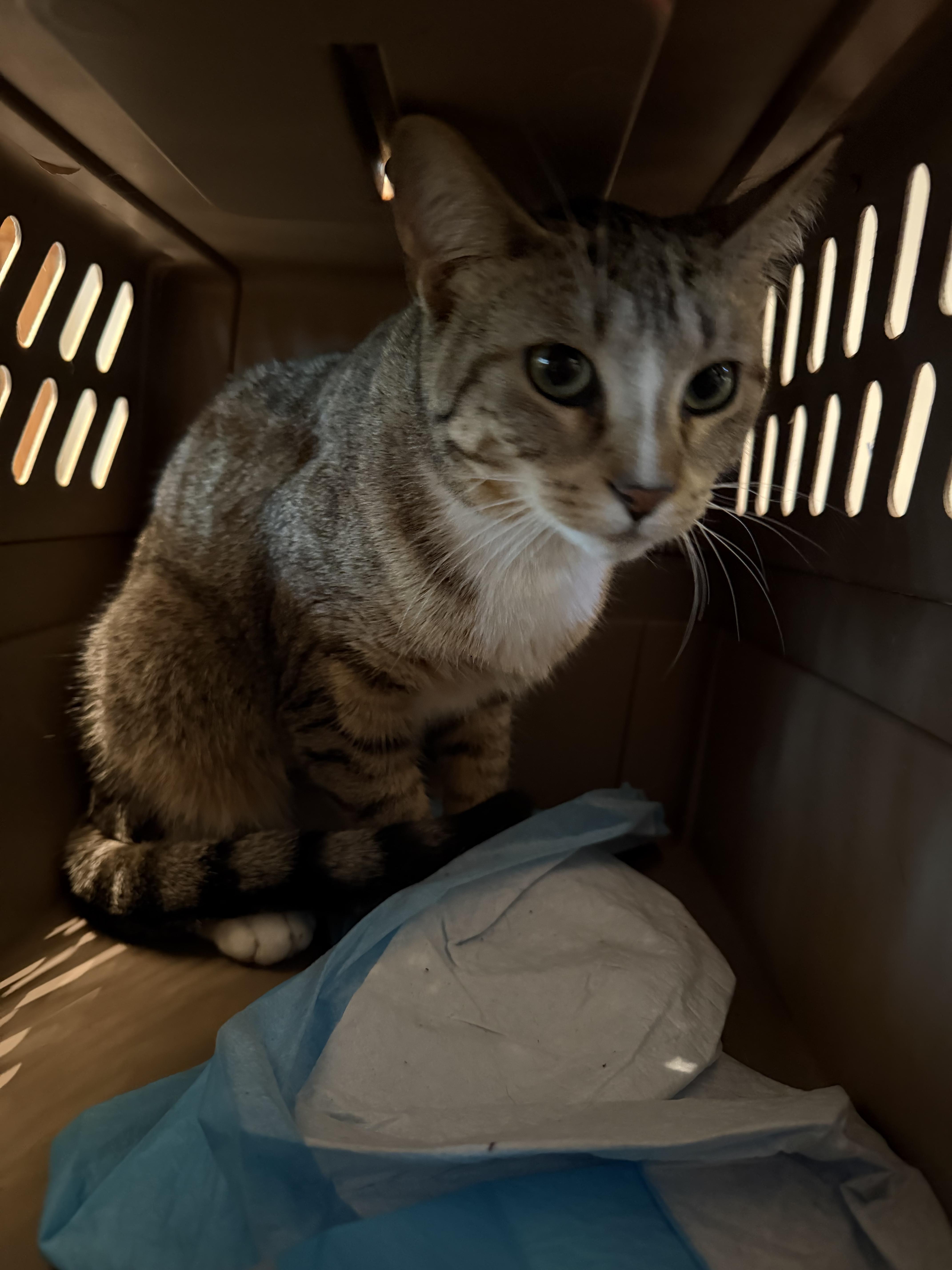 Enlarge Seraphine, an adopted Tabby in fennville, MI image 4/4