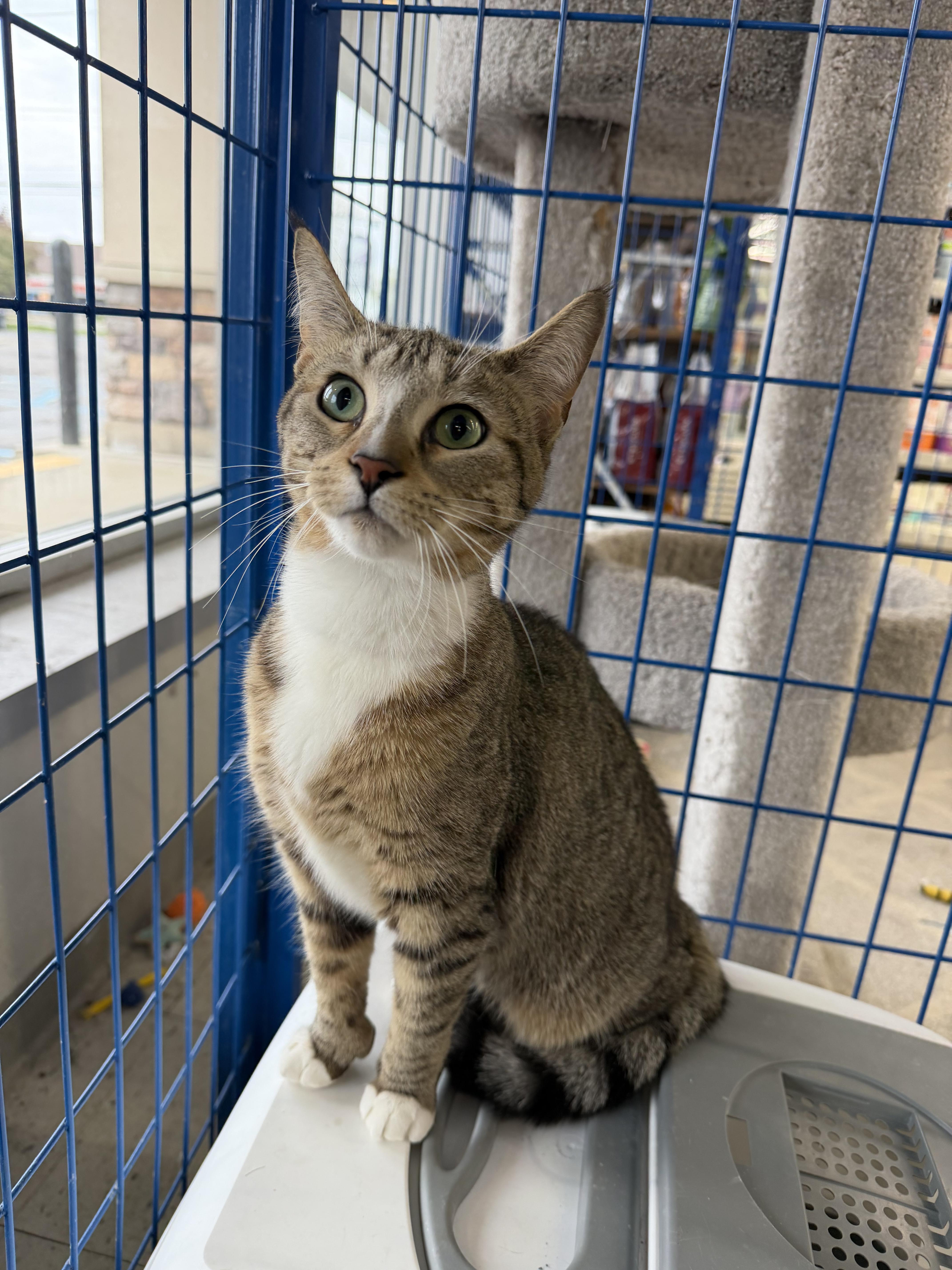 Seraphine, adopted, Adult Female Tabby.